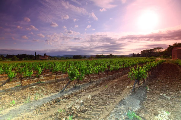 Erstaunliche Weinberg Sonnenuntergang in Frankreich — Stockfoto