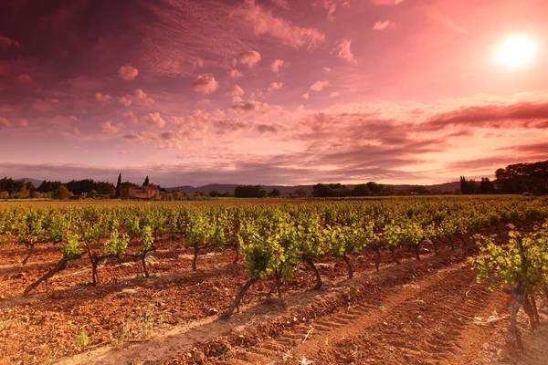 フランスですばらしいぶどう畑の夕日 — ストック写真