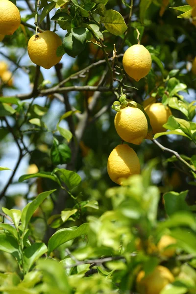 Лимонний крупним планом — стокове фото