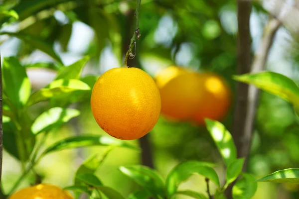 Апельсин на гілці — стокове фото