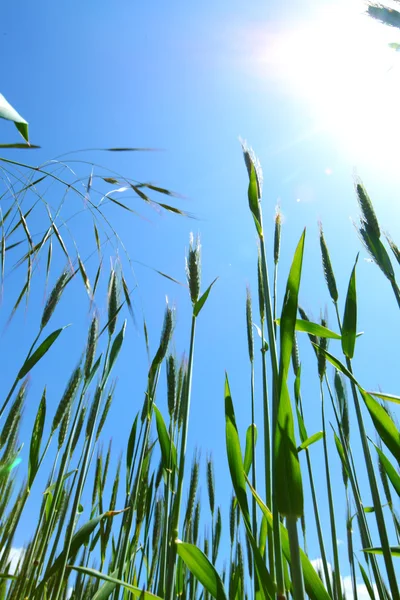 Campo de verano de trigo —  Fotos de Stock