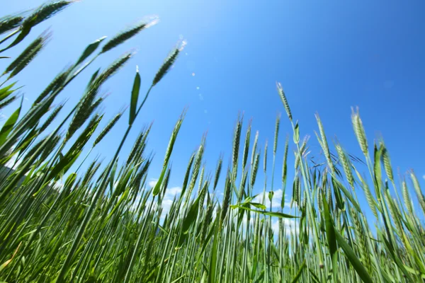 Summer field of wheat — Stock Photo, Image