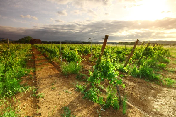 Виноградник во Франции на рассвете — стоковое фото