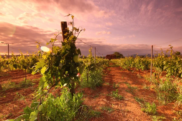 Winnica we Francji na wschód — Zdjęcie stockowe