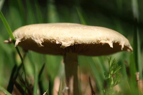 Lesními houbami velmi zblízka. — Stock fotografie