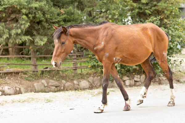 Раненый и уставший конь — стоковое фото