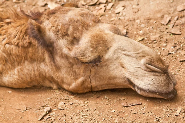 stock image Sleepy Camel