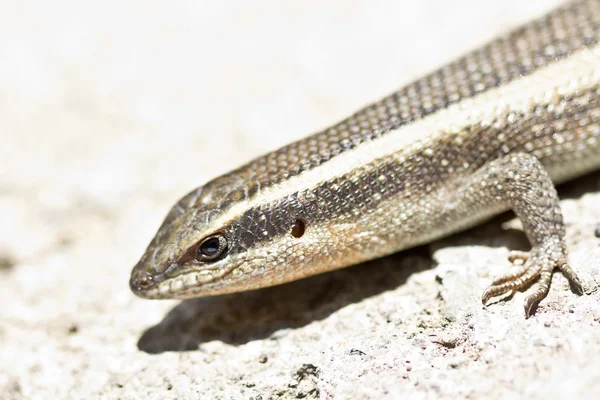 stock image Closeup shot of a lizard