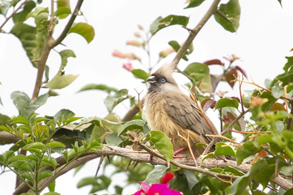 Speckled Mousebird — Stock Photo, Image
