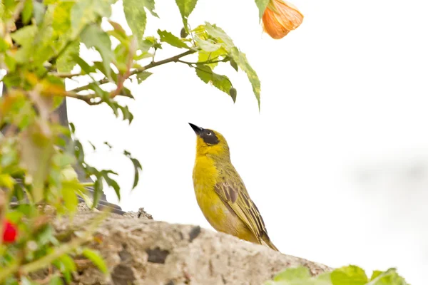 Κίτρινο robin σε ένα δέντρο — Φωτογραφία Αρχείου