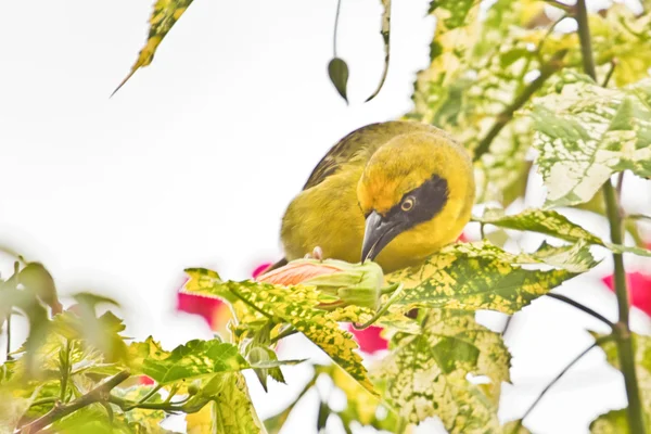 Un Robin amarillo en un árbol — Foto de Stock