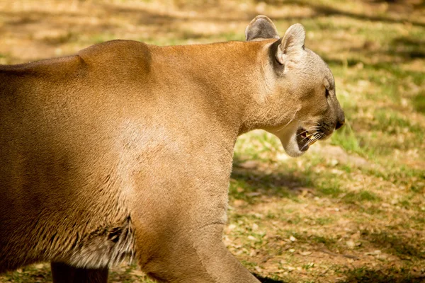 Puma, Cougar vagy hegyi Lion — Stock Fotó