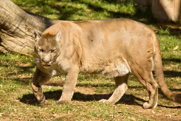 Puma, Cougar ou Leão de Montanha — Fotografia de Stock
