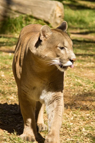 Puma, Cougar o Leone di Montagna — Foto Stock