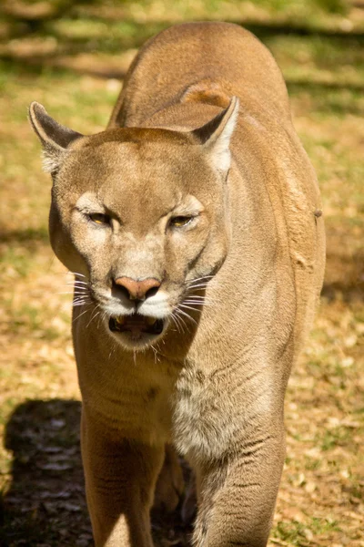 Puma, Puma veya dağ aslanı — Stok fotoğraf