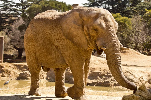 大象吃草 — 图库照片
