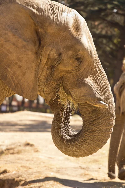 코끼리 잔디를 먹는 — 스톡 사진