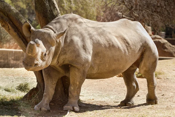 Rinoceronte de lábios de gancho — Fotografia de Stock