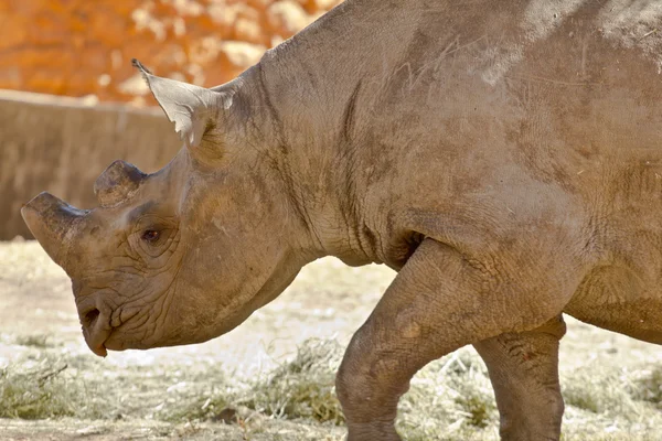 Rinoceronte de lábios de gancho — Fotografia de Stock