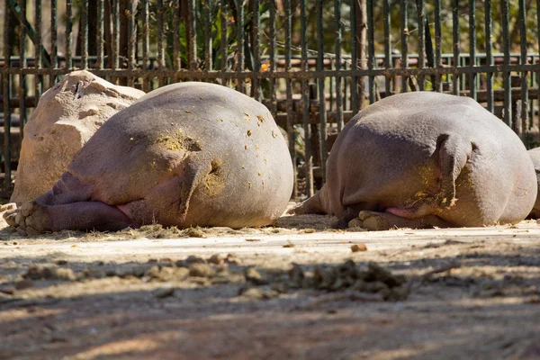 O lado de trás de um hipopótamo — Fotografia de Stock