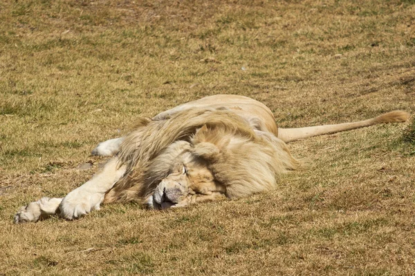 Slaperig witte leeuw — Stockfoto