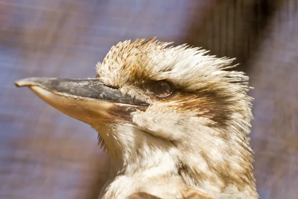 Riendo kookaburra — Foto de Stock