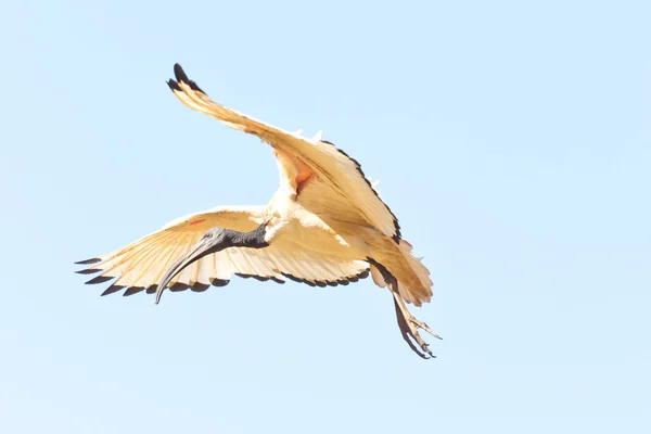 A Crane in flight — Stock Photo, Image
