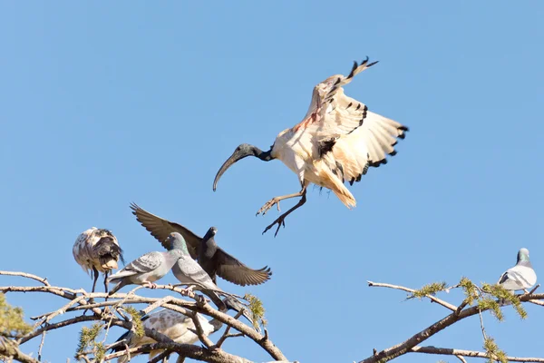 Żuraw lądowania — Zdjęcie stockowe