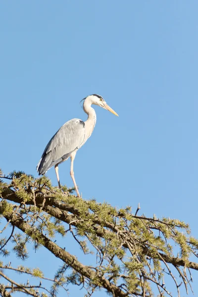 A Crane on a tree — Stock Photo, Image