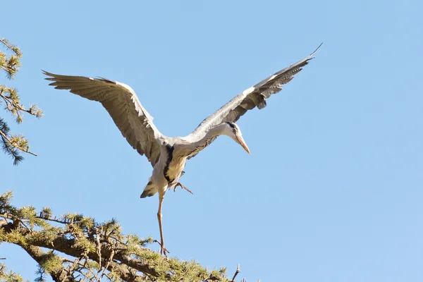 Żuraw lądowania — Zdjęcie stockowe