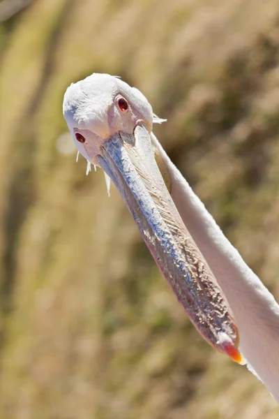 Biały Pelikan — Zdjęcie stockowe