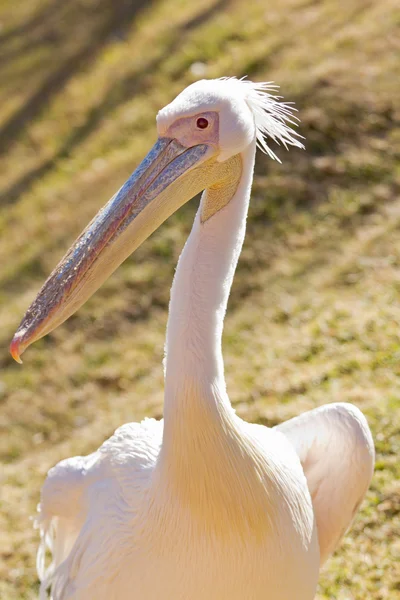 Белый пеликан — стоковое фото