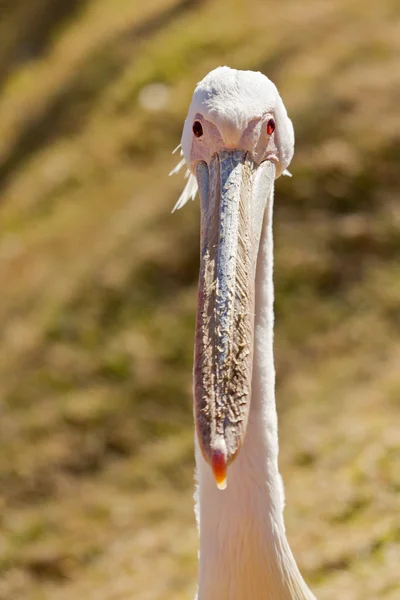 Pelícano blanco — Foto de Stock