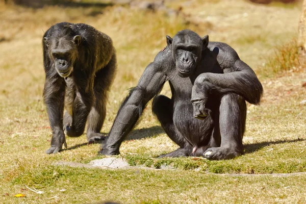 Şempanze. — Stok fotoğraf