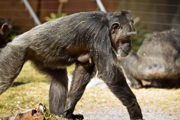 Шимпанзе-самка — стоковое фото