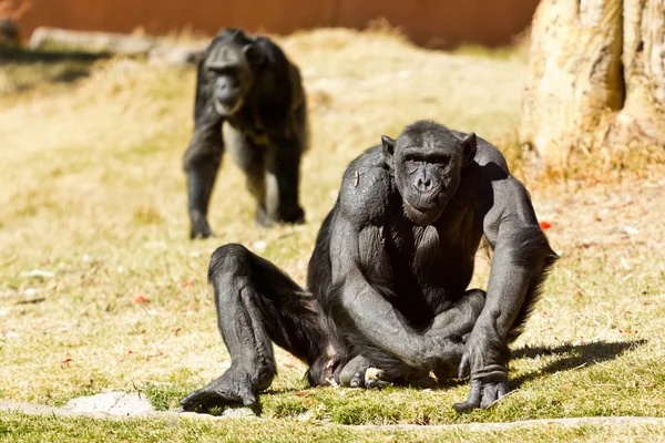 Chimpancé — Foto de Stock