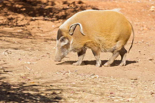 Porco-do-rio — Fotografia de Stock