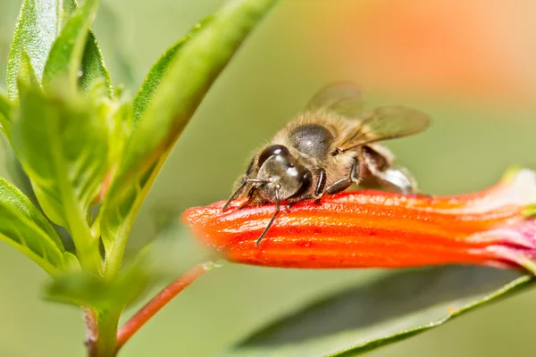 Une abeille creusant pour le nectar — Photo
