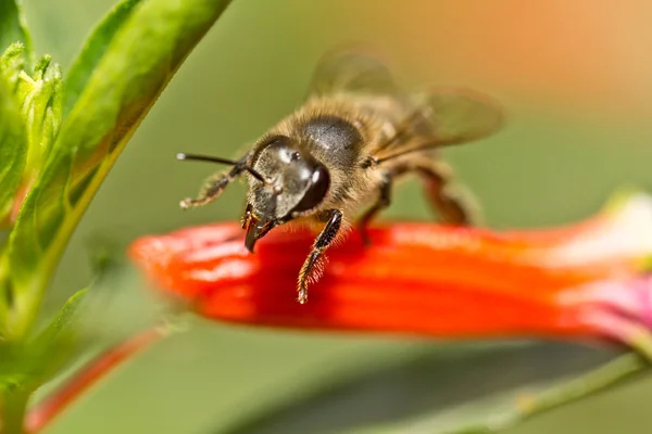 Бджола збирається зняти — стокове фото