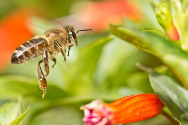空気中の蜂 — ストック写真