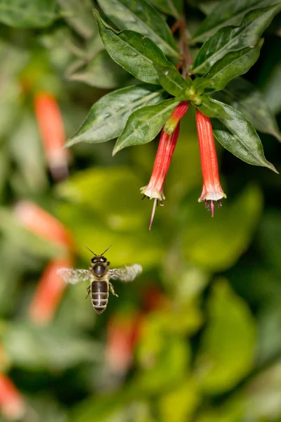 Een honingbij in de lucht — Stockfoto