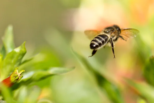 Une abeille dans les airs — Photo
