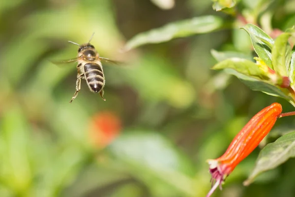 Uma abelha no ar — Fotografia de Stock