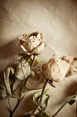 Roses and old book clipart