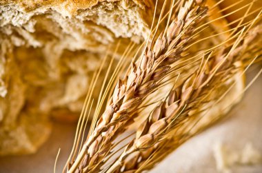 buğday ve ekmek