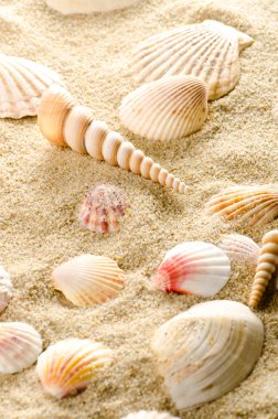 Sand and shells