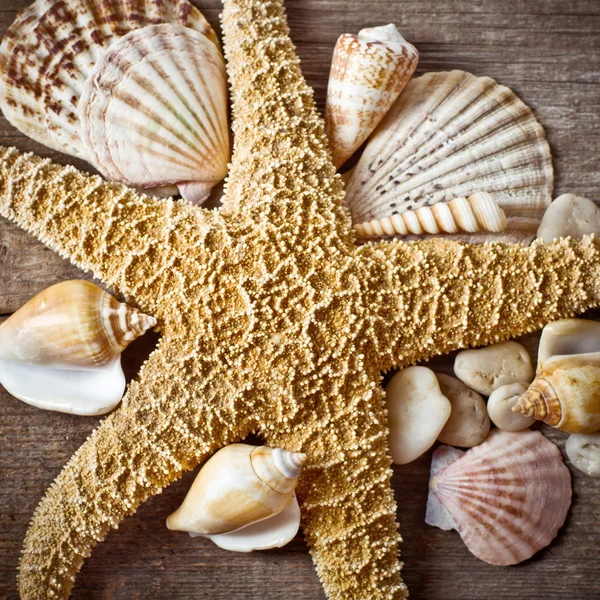 Starfish with seashell on wooden log — Stock Photo, Image