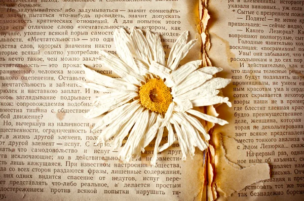 마른 꽃과 오래 된 책 — 스톡 사진