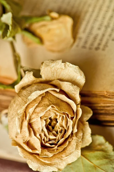Rosa seca e livro velho — Fotografia de Stock