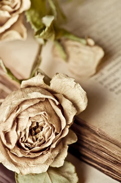 Vintage Stilleven met droge rose en oude boek — Stockfoto